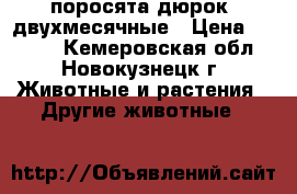 поросята дюрок  двухмесячные › Цена ­ 2 500 - Кемеровская обл., Новокузнецк г. Животные и растения » Другие животные   